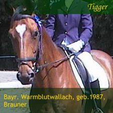 Bayr. Warmblutwallach, geb.1987, Brauner Tigger