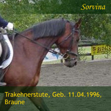 Trakehnerstute, Geb. 11.04.1996, Braune  Sorvina