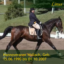 Hannoveraner Wallach, Geb. 15.06.1990 bis 01.10.2007 Linus