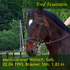 Hannoveraner Wallach, Geb. 02.04.1993, Brauner, Stm. 1,83 m Fred Feuerstein