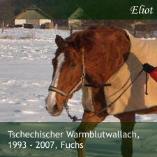 Tschechischer Warmblutwallach, 1993 - 2007, Fuchs  Eliot