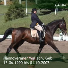 Hannoveraner Wallach, Geb. 15.06.1990 bis 01.10.2007 Linus