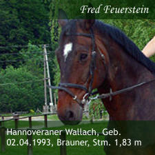Hannoveraner Wallach, Geb. 02.04.1993, Brauner, Stm. 1,83 m Fred Feuerstein