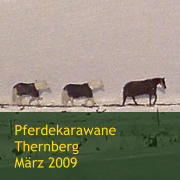 Pferdekarawane Thernberg  März 2009