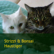 Strizzi & Bonsai Haustiger